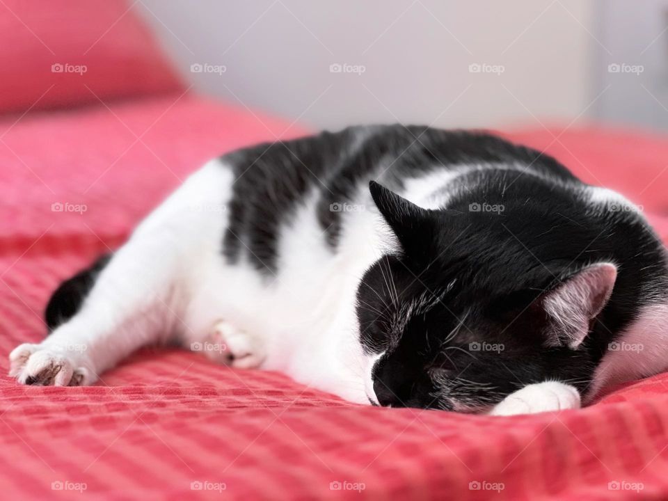Sleeping cat 