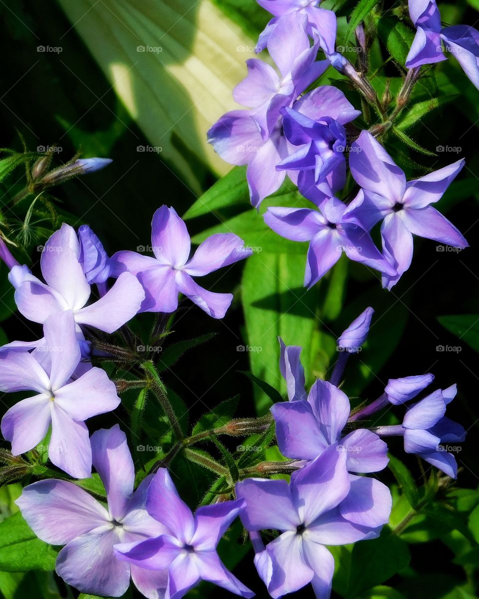 Phlox