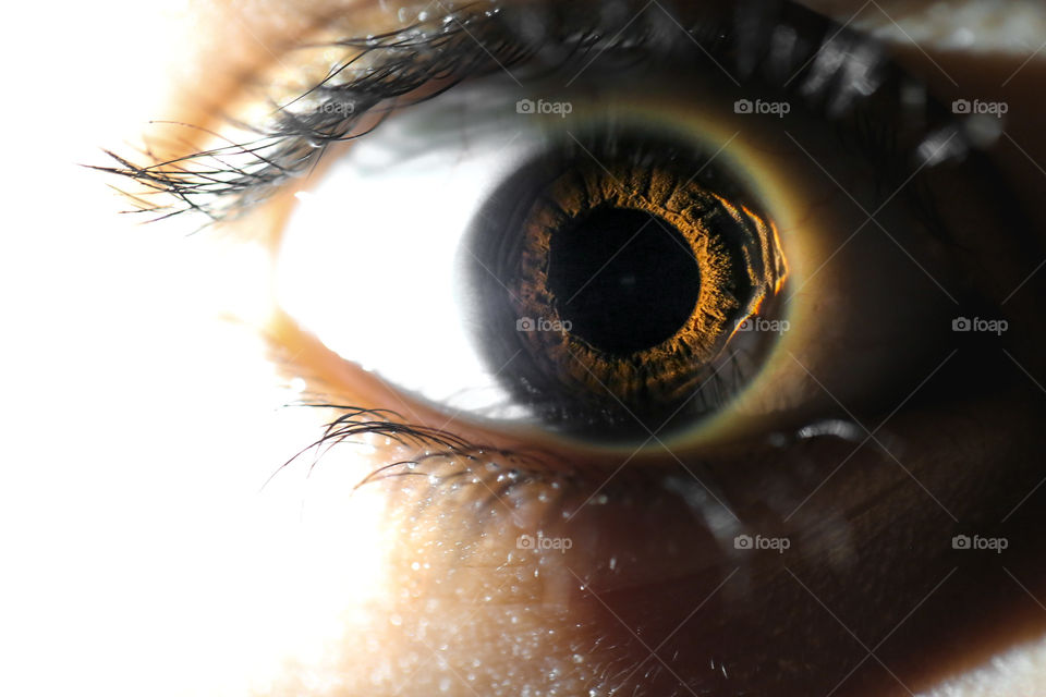 Beautiful and detailed close-up of a dark brown eye.