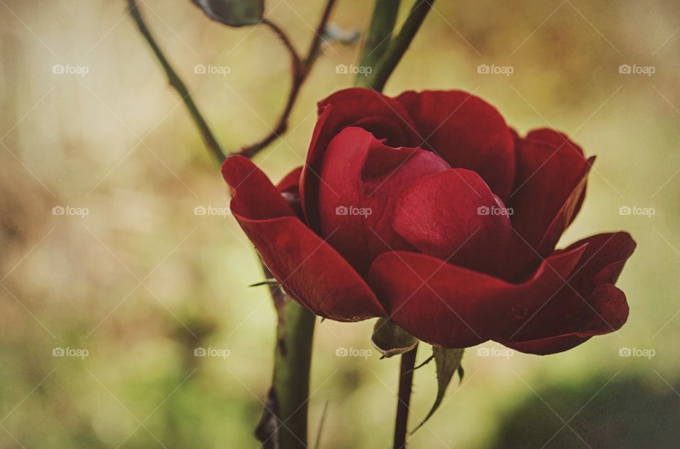 Walking through the garden. Beautiful bright red rose in all her beauty. Reminds me of Briar Rose.