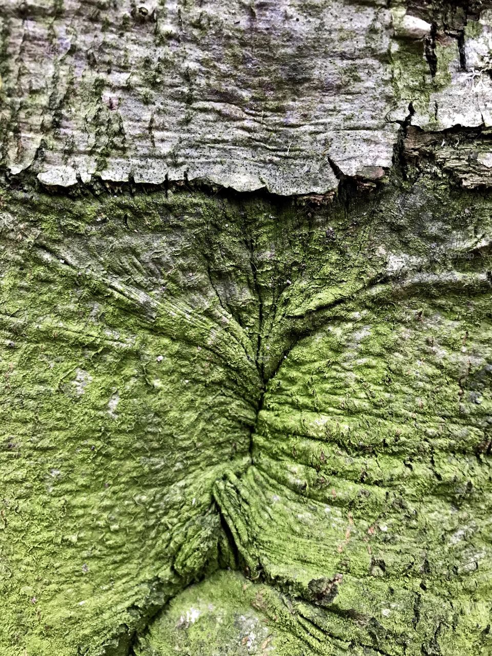 Moss on tree
