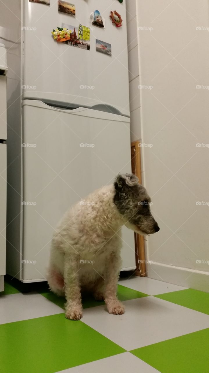 No Person, Mammal, Indoors, One, Furniture