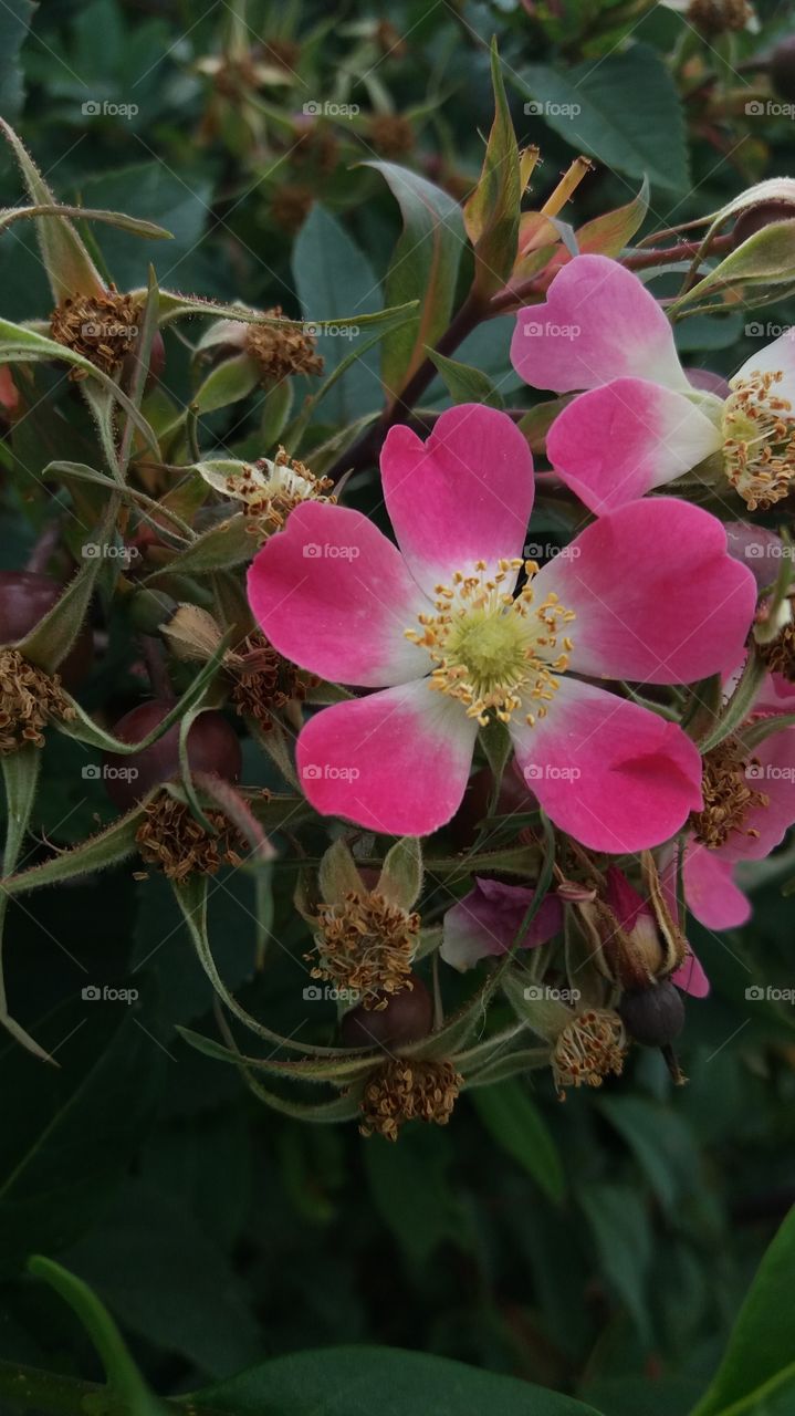 wild rose