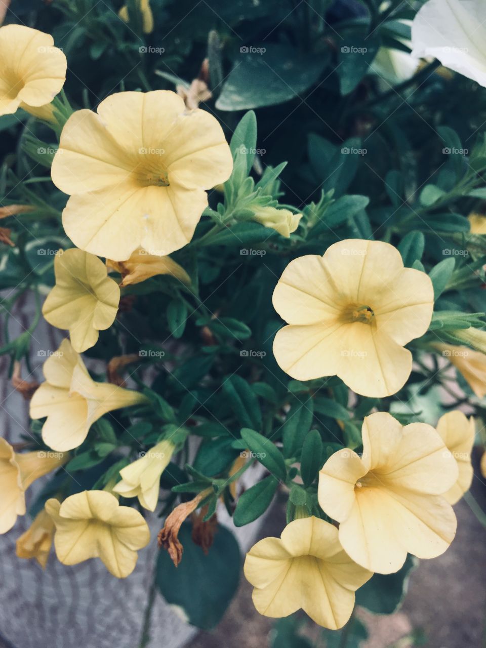 Bunch of yellow flowers