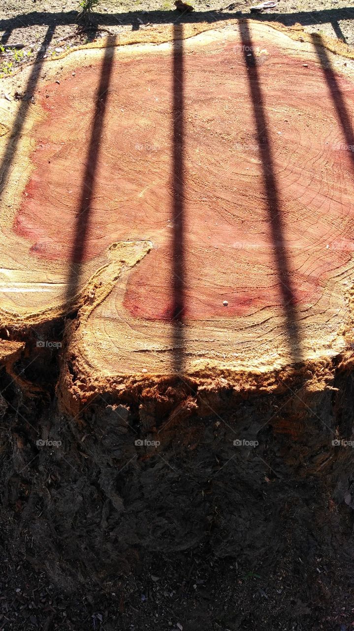 Desktop, Tree, Texture, Wood, Old
