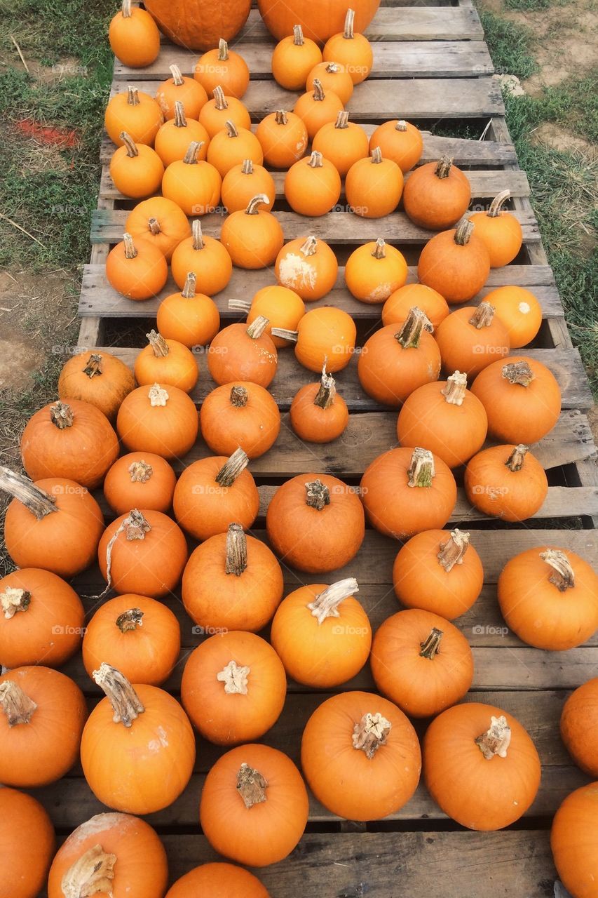 Pumpkins