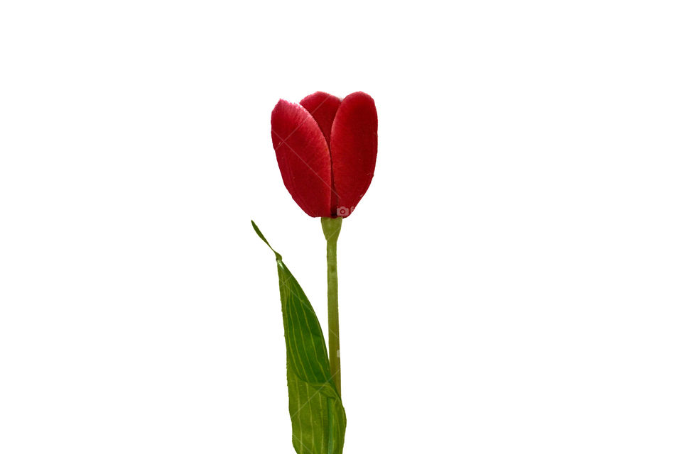 Red tulip isolated on white background