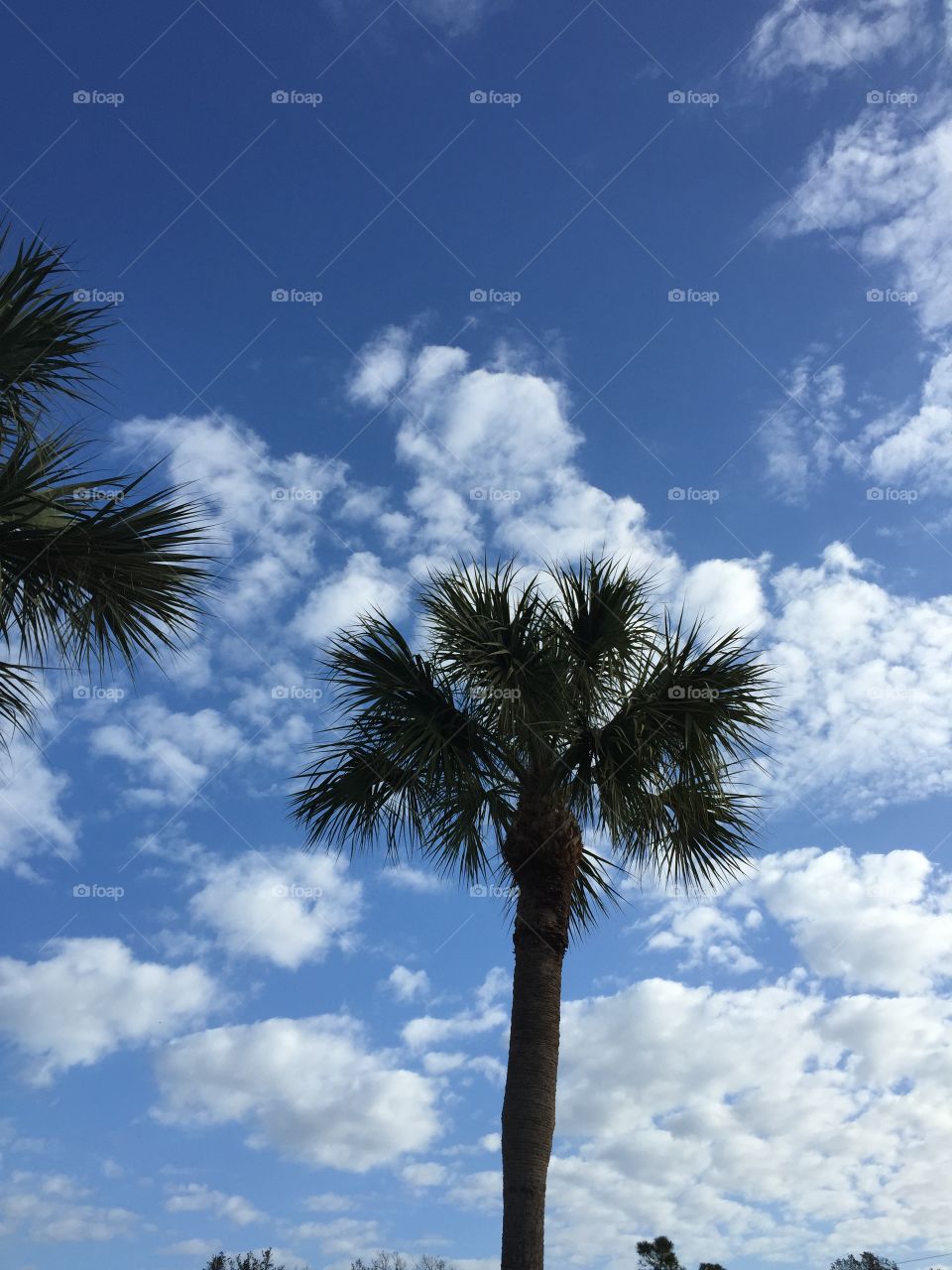 Blue sky Palm. Palm
