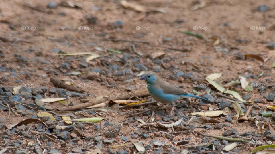 blue waxbill