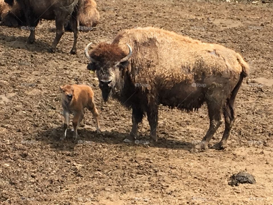 Bison animals farm