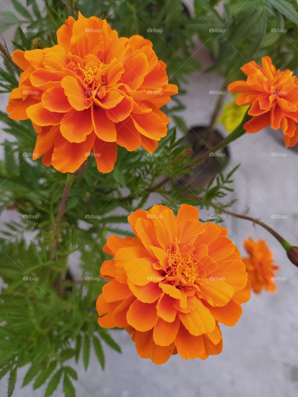 Marigolds going prettier with winter just round the corner