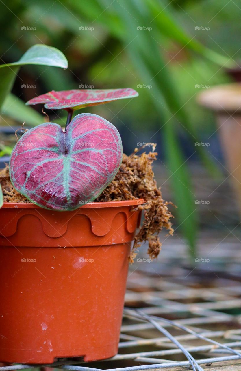 Red leaves caladium in a pot at a garden