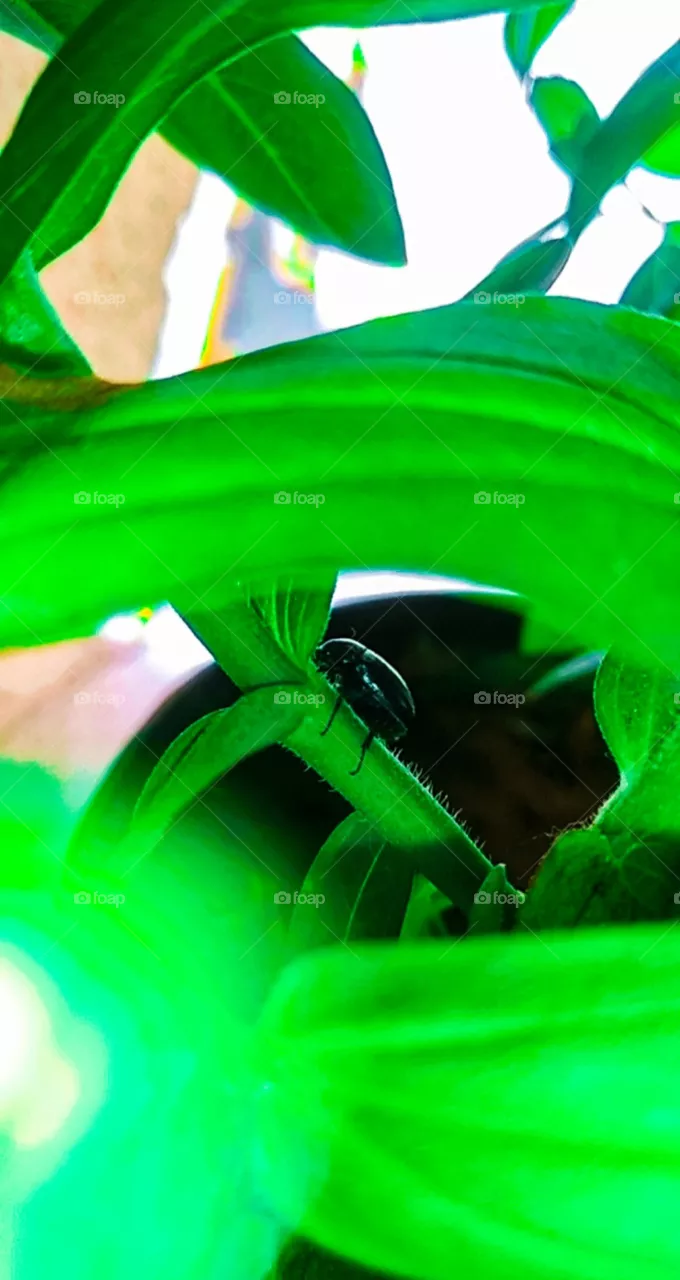 🍀🐞