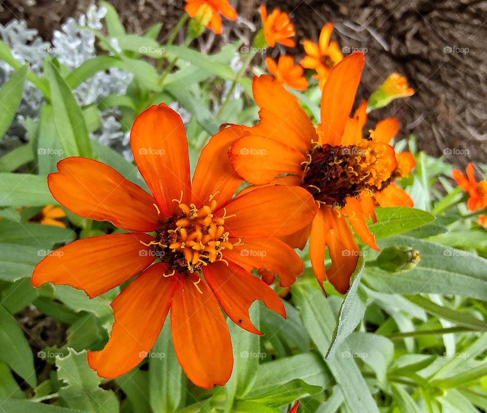Orange flower