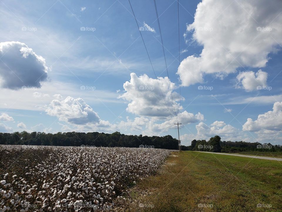 Cotton ,tiempo de cosecha del algodón,bueno no todavía más en el invierno algodón blanco