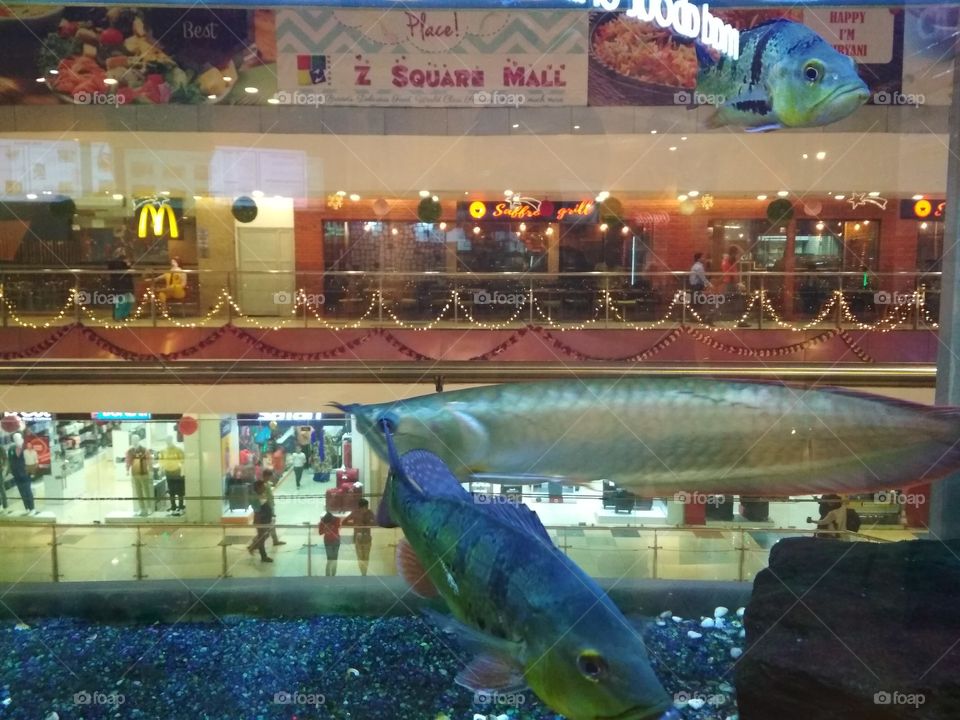 Fish Aquarium for special moments