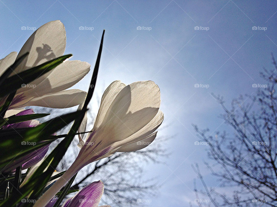 Crocus