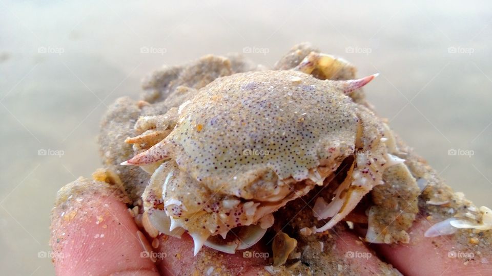 Sea crab holding by hand on the beach