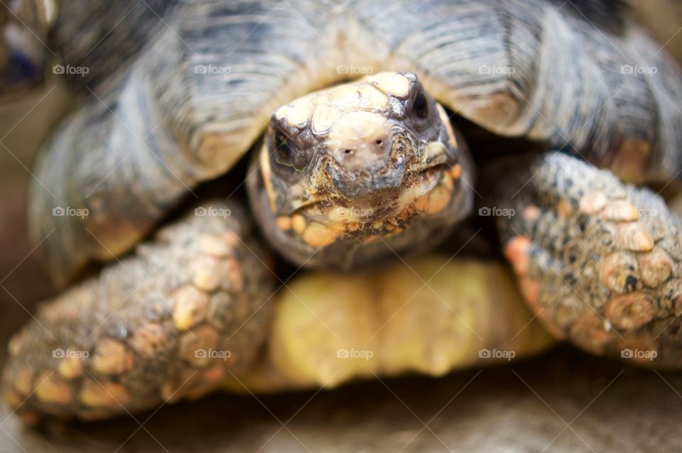 Tortoise