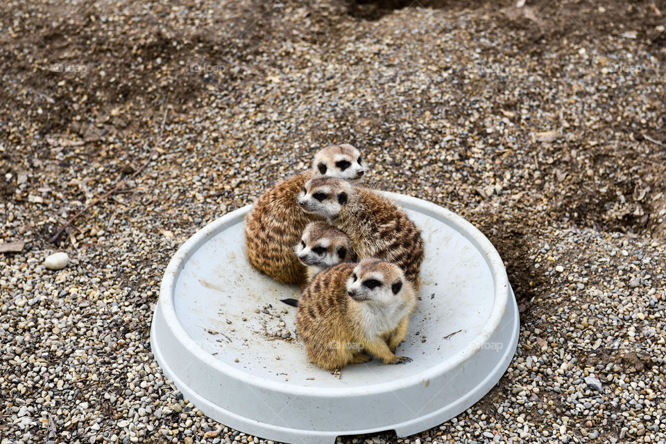 Row of meerkats huddled together