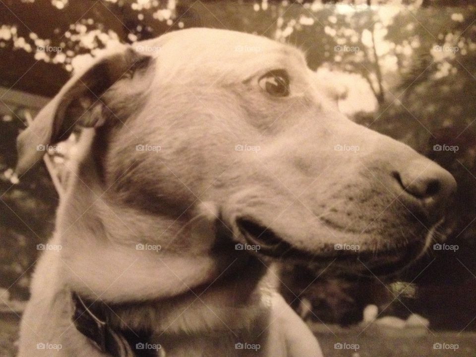 Labrador retriever 