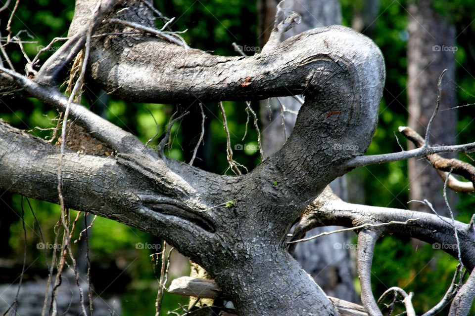 dead tree on the water's edge.