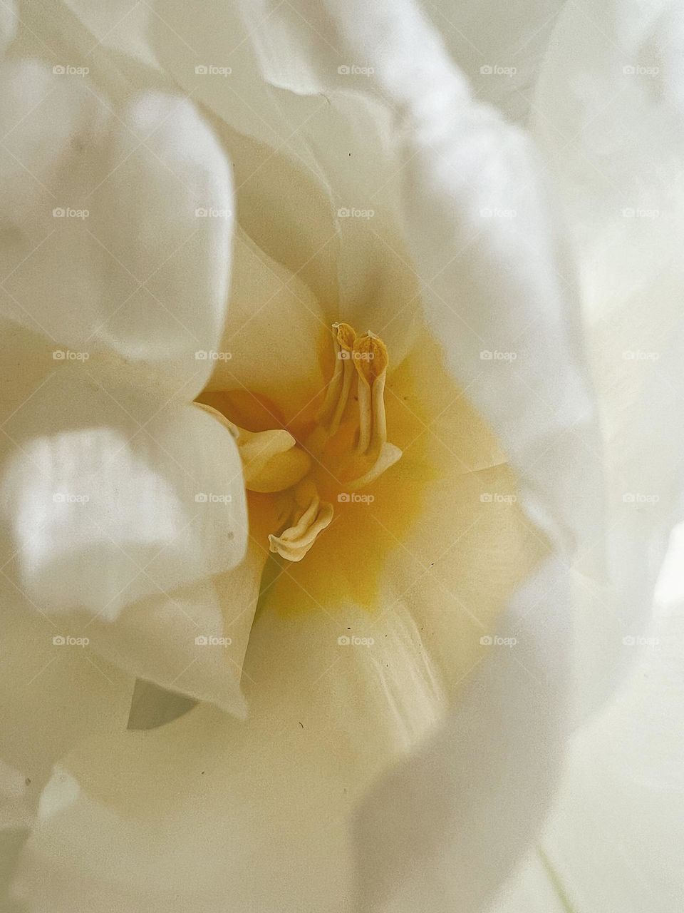 White ranunculus with yellow heart