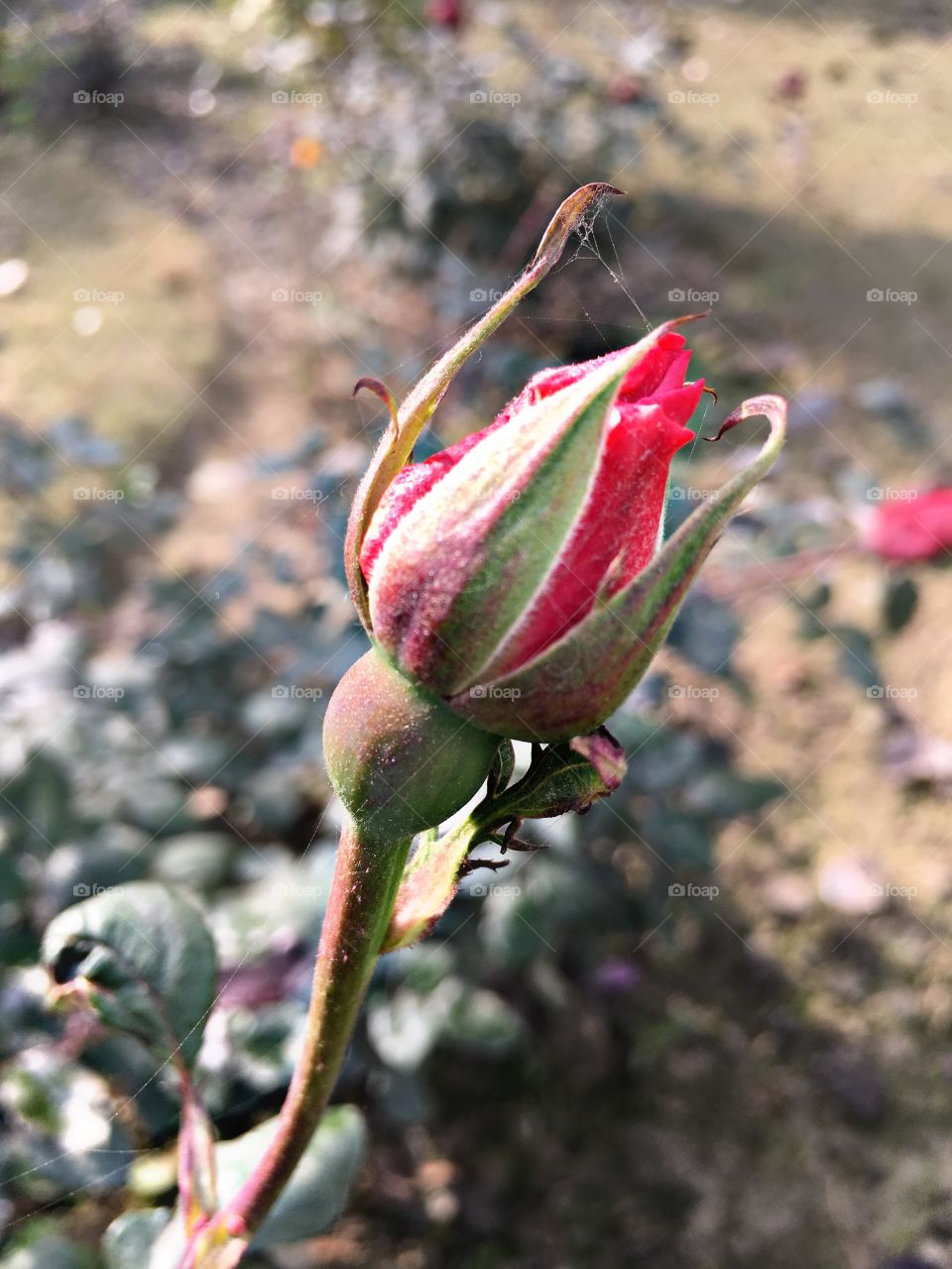 Bud