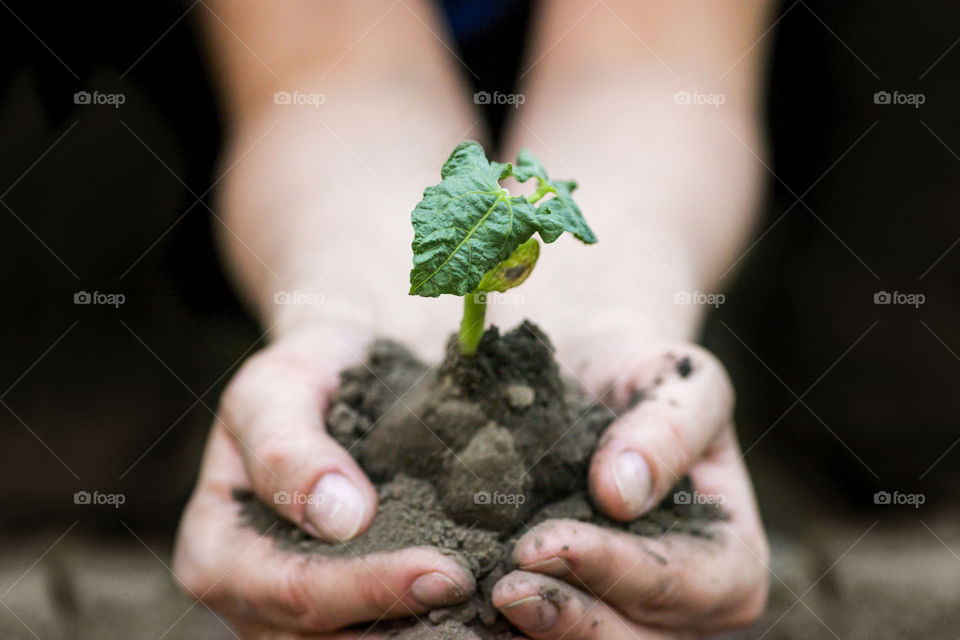 Hands holding young plant with soil. Ecology concept