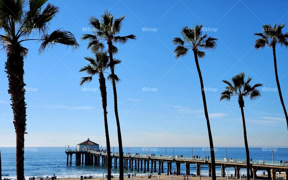 Palm trees stand tall in the foreground as the Manhattan Beach pier juts out into the Pacific Ocean off the California coast