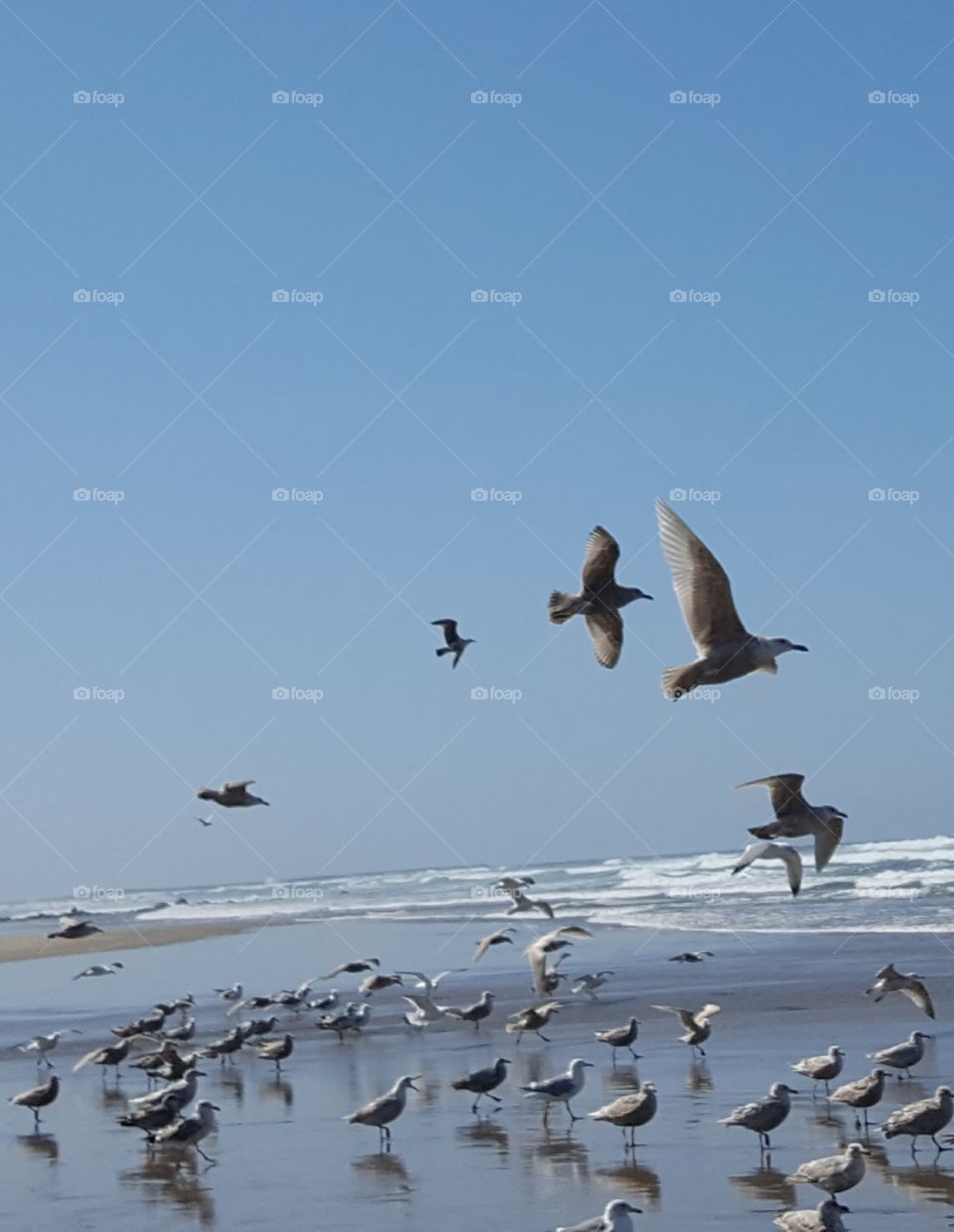 Sea Gulls Flight