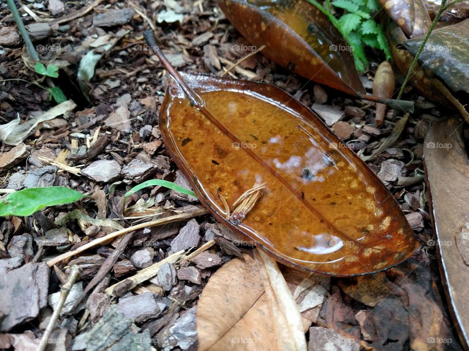 reflection in puddle in magnolia leaf on ground after the rain