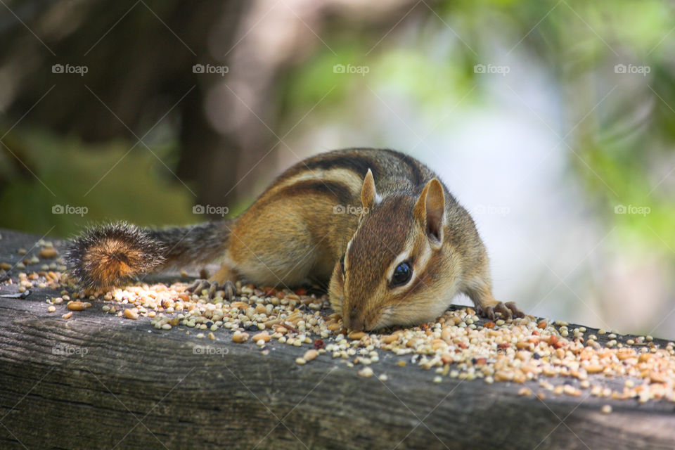 Cute chipmunk is stuffing seeds into his cheek pouches