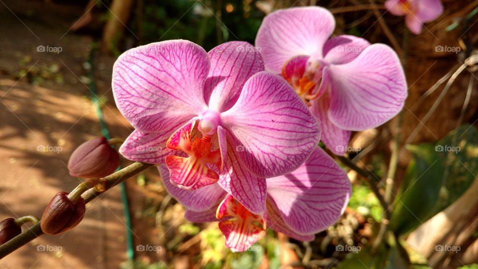 É de dúvidar que exista alguém que não admira tudo o que existe nas plantas as cores das flores na luz de tudo aquilo que Deus faz todos os dias.