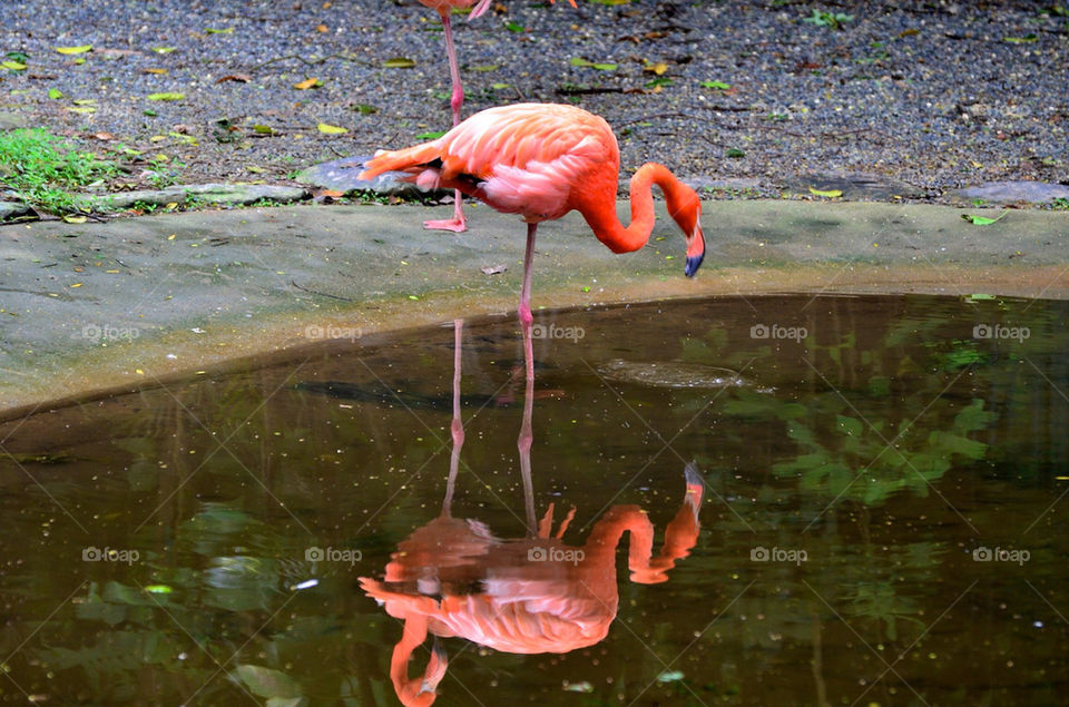 red pond water bird by hkjohan