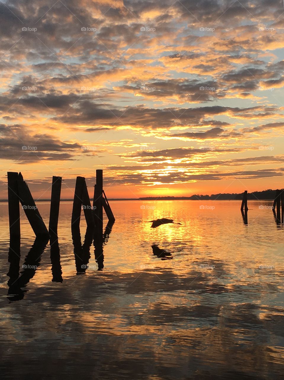 Bird flying sunrise 