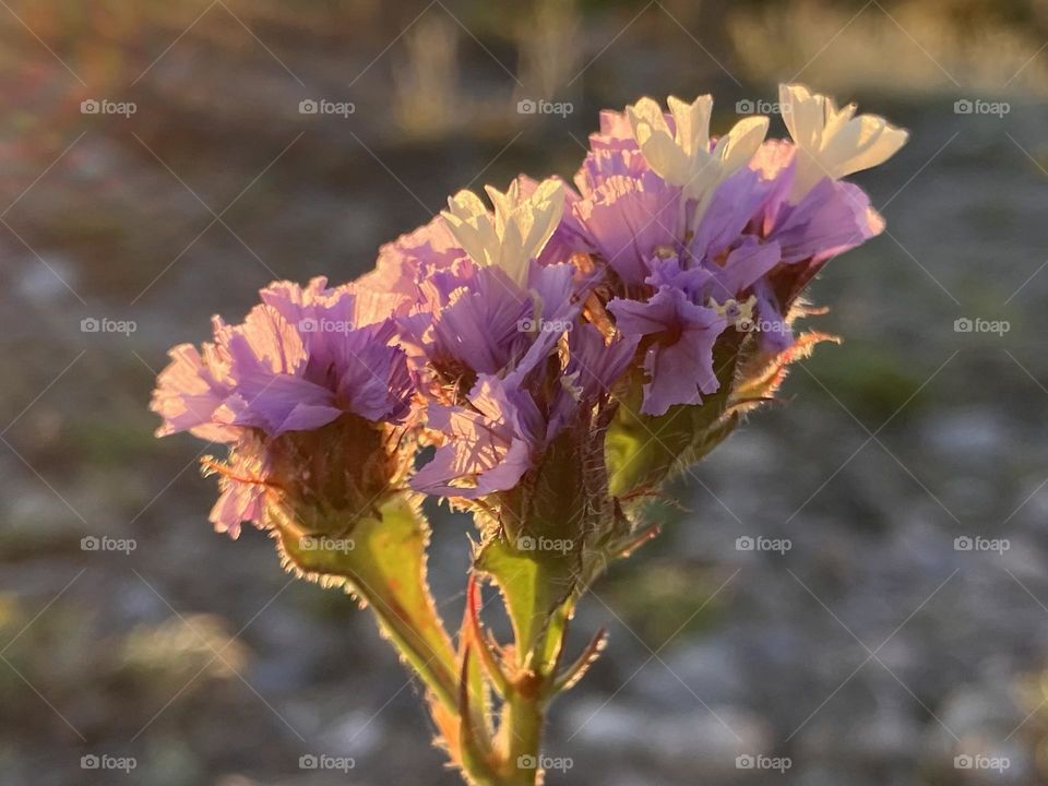 Sunset light on lilac flower