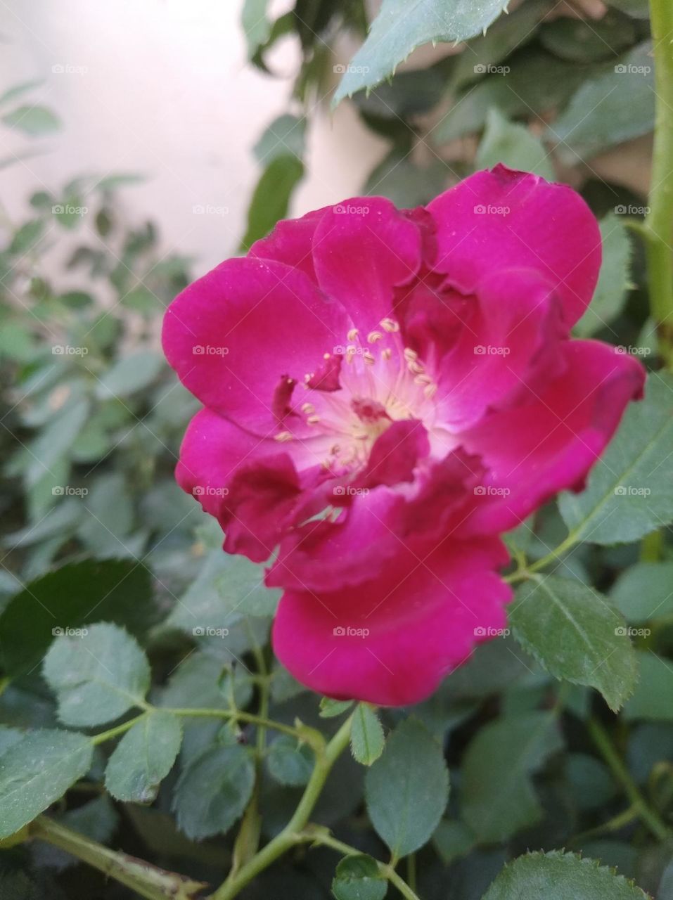 Asian rose pink colour small size shurb looks very beautiful generally found everywhere