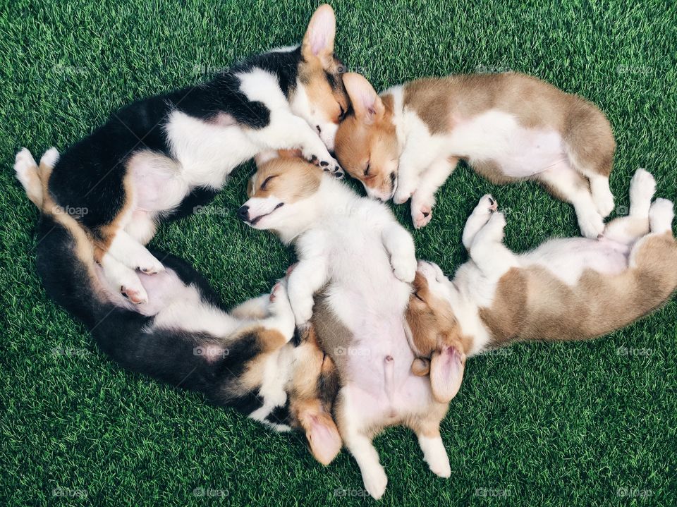 Baby Animals : Lovely puppies sleeping 
