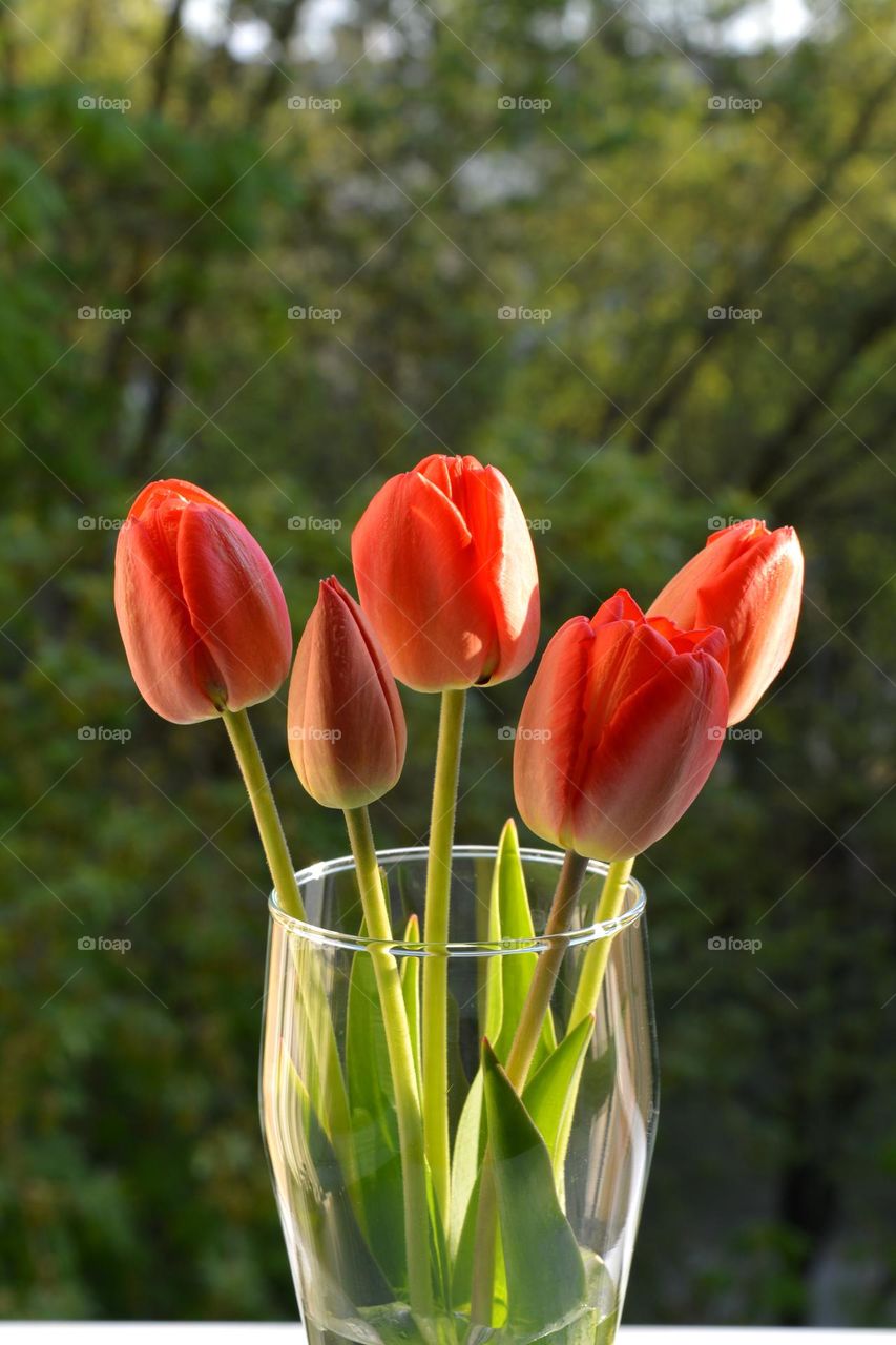 spring time red tulips flowers