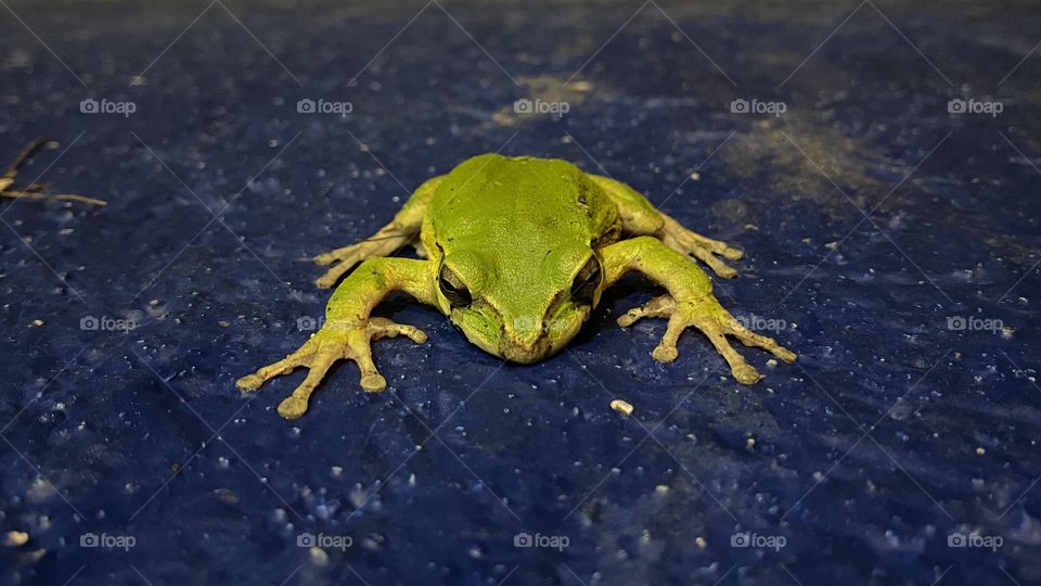 Frog