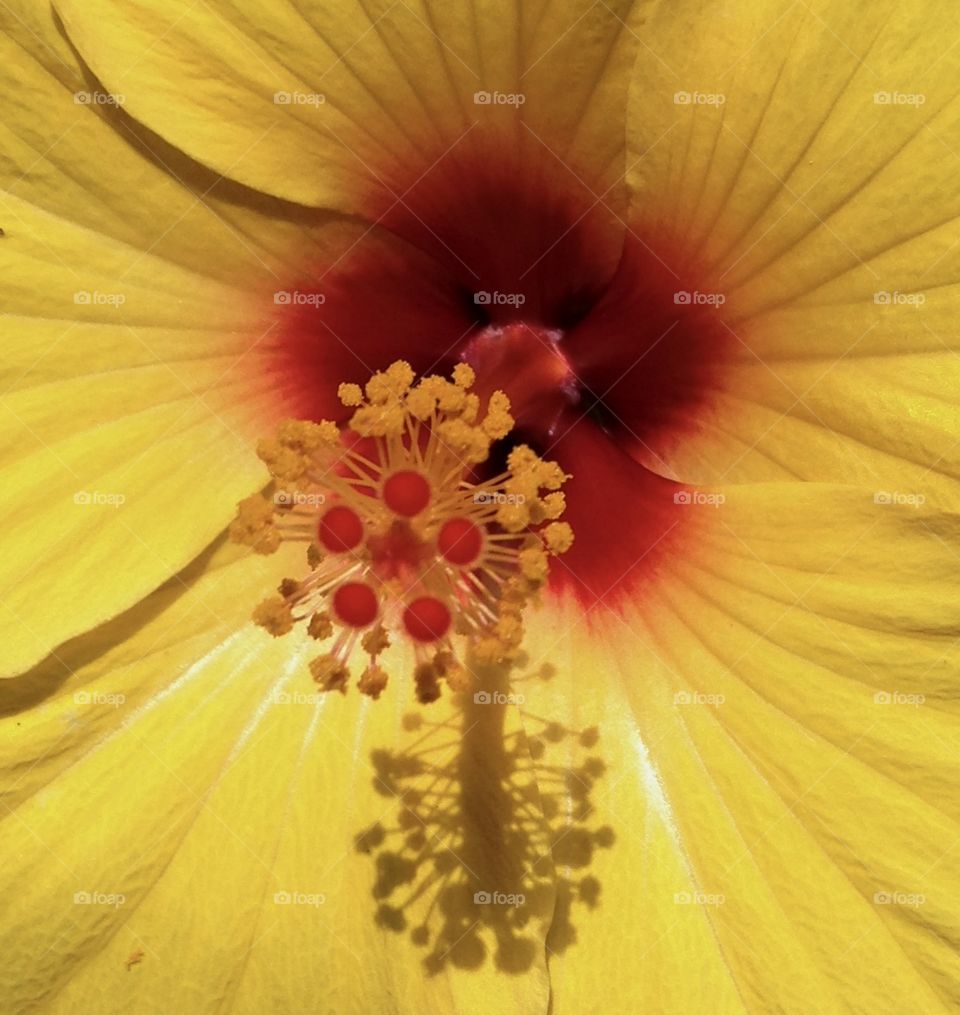 Yellow hibiscus bloom
