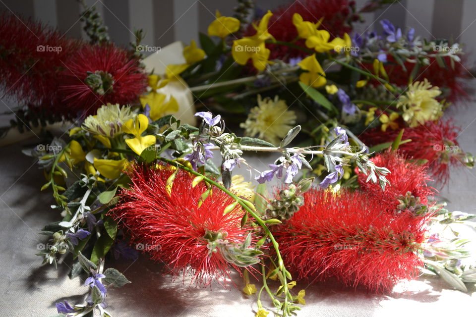 Close-up of crimson bottlebrush 