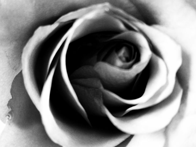 Pure beauty in black and white