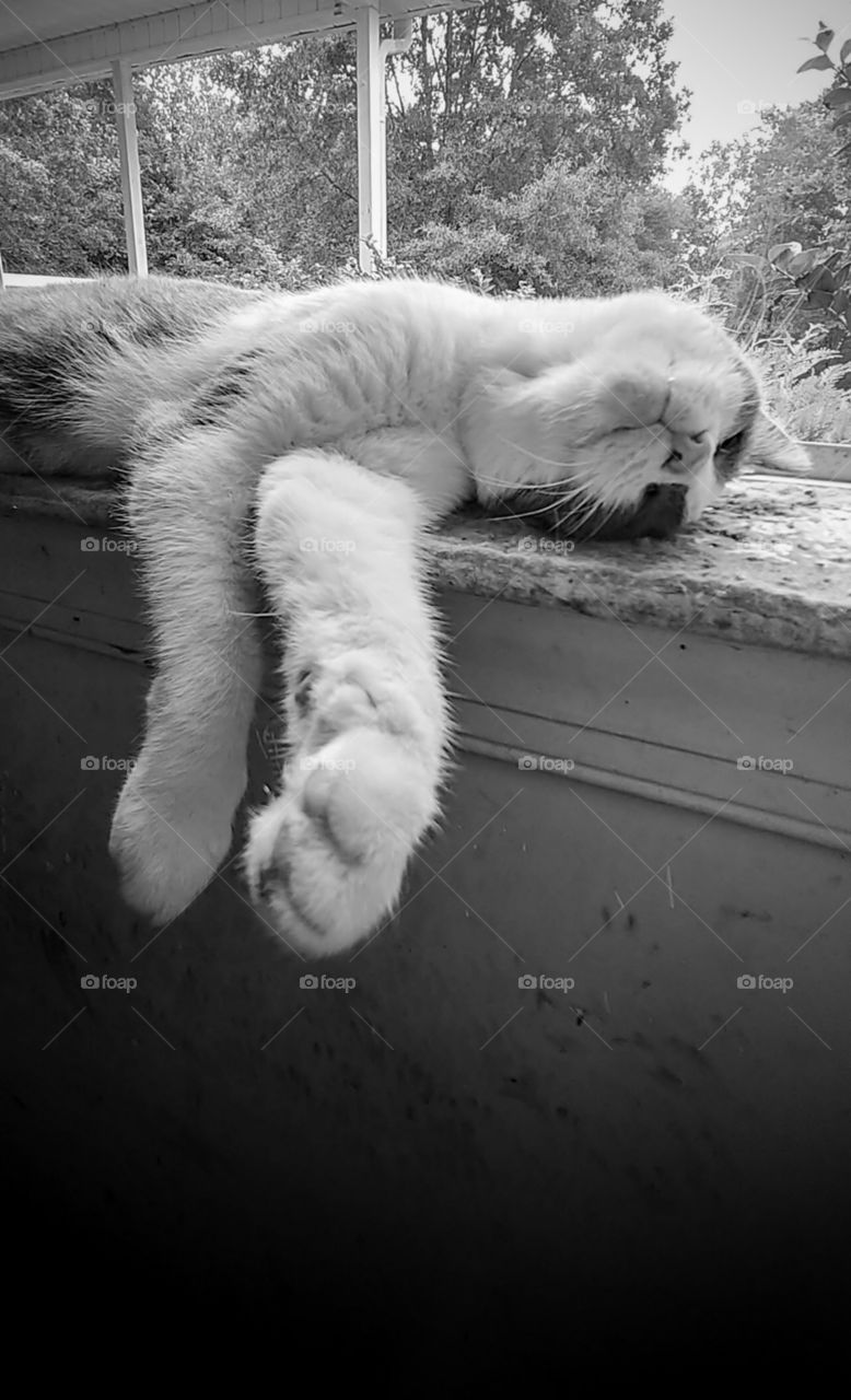 Cat sleeping lazily on window seal.