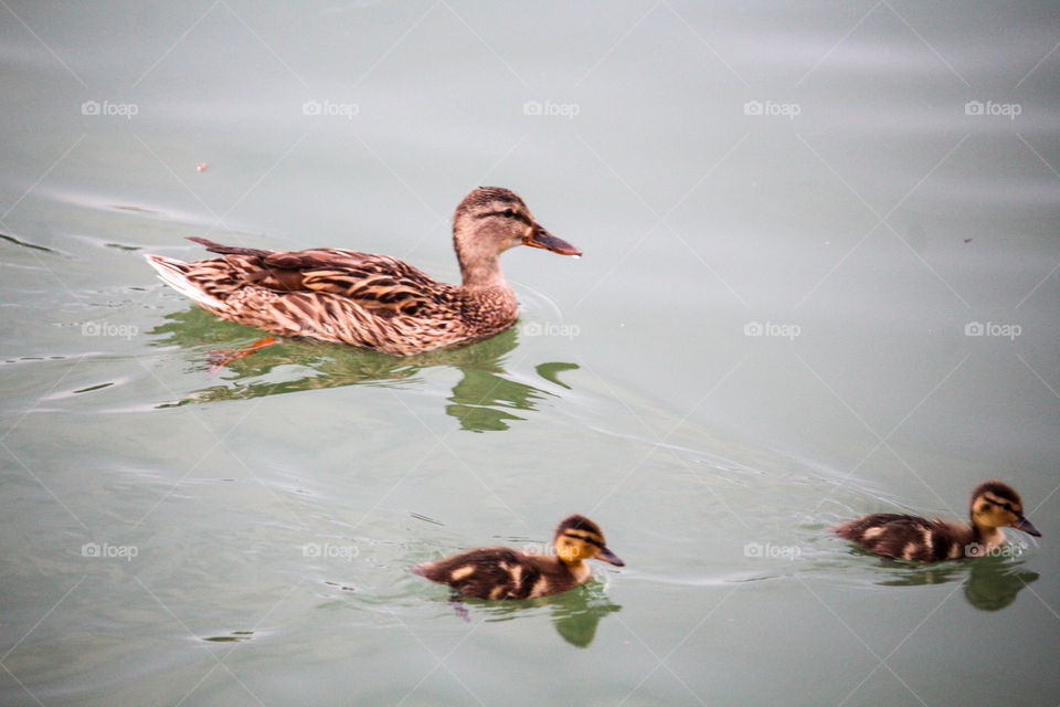 Wild duck and small duck birds