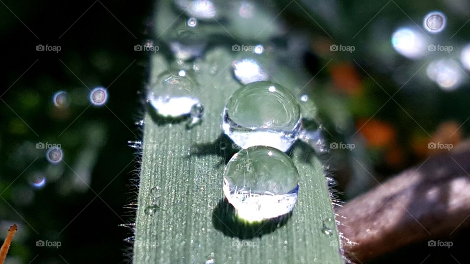 Drops of rain on the blade of grass.