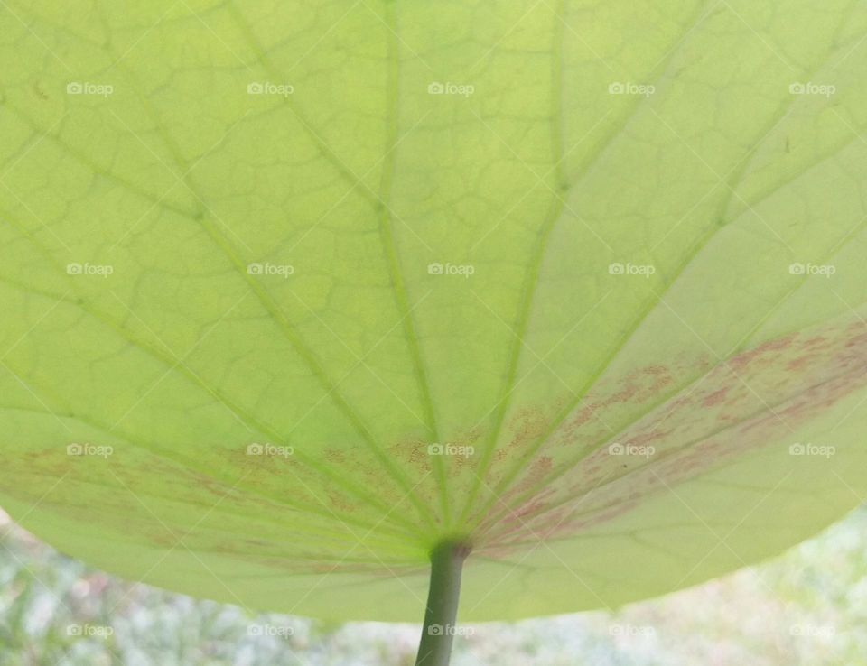 lotus leaf