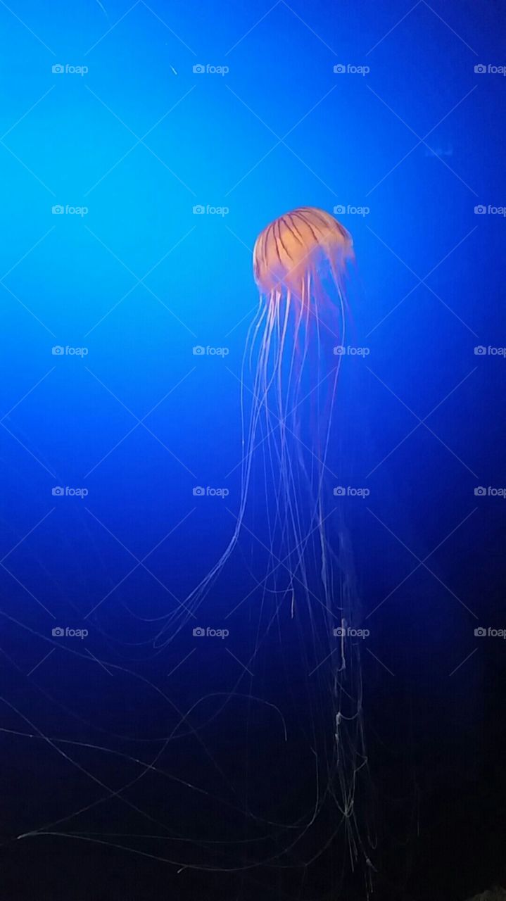 Jellyfish In Blue