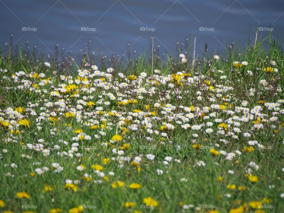 Daisy and dandelion flowers on meadow